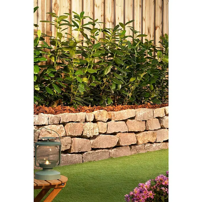 Kirschlorbeer 'Novita'12 Stk., Aktuelle Wuchshöhe: 150 cm - 175 cm, Prunus laurocerasus 'Novita' - Nahaufnahme einer Gartenlaterne auf einem Holztisch vor einer Steinmauer mit Pflanzen und Blumen.