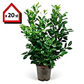 Kirschlorbeer (20 Stk., 80 cm - 100 cm, Prunus laurocerasus 'Novita') | BAUHAUS
