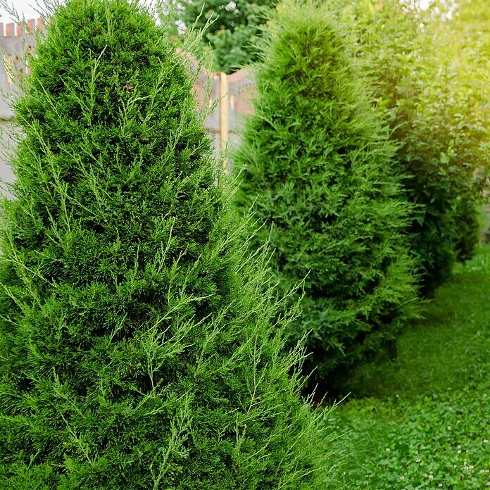 Lebensbaum (20 Stk., 100 cm - 120 cm, Thuja occidentalis 'Brabant') | BAUHAUS