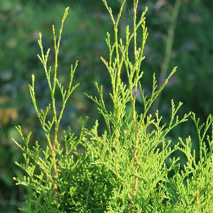 Lebensbaum (75 Stk., 80 cm - 100 cm, Thuja occidentalis 'Brabant') | BAUHAUS