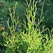 Lebensbaum (50 Stk., 100 cm - 120 cm, Thuja occidentalis 'Brabant') | BAUHAUS