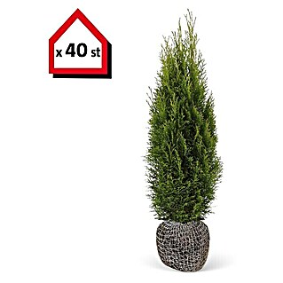 Lebensbaum (40 Stk., 100 cm - 120 cm, Thuja occidentalis 'Smaragd')