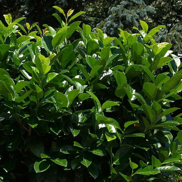 Kirschlorbeer 'Novita'12 Stk., Aktuelle Wuchshöhe: 150 cm - 175 cm, Prunus laurocerasus 'Novita' - Nahaufnahme eines üppigen, grünen Kirschlorbeerstrauchs im Garten, dessen glänzende Blätter das Sonnenlicht einfangen. Ein vitaler Blickfang.