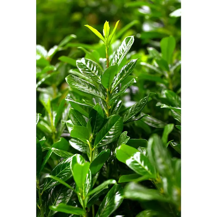Kirschlorbeer 'Novita'12 Stk., Aktuelle Wuchshöhe: 150 cm - 175 cm, Prunus laurocerasus 'Novita' - Sattes Grün: Nahaufnahme einer Lorbeerkirsche mit glänzenden Blättern, die im Garten eine lebendige und frische Atmosphäre schafft.