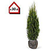 Lebensbaum (30 Stk., 100 cm - 120 cm, Thuja occidentalis 'Smaragd') | BAUHAUS