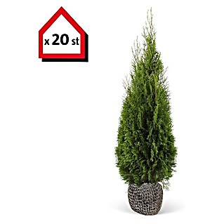 Lebensbaum (20 Stk., 140 cm - 160 cm, Thuja occidentalis 'Smaragd')