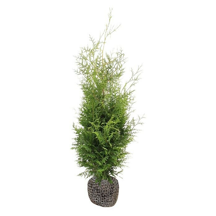 Lebensbaum (30 Stk., 100 cm - 120 cm, Thuja occidentalis 'Brabant') | BAUHAUS