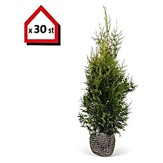Lebensbaum (30 Stk., Aktuelle Wuchshöhe: 80 cm - 100 cm, Thuja occidentalis 'Brabant')
