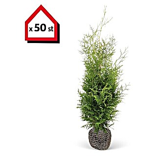 Lebensbaum (Aktuelle Wuchshöhe: 100 cm - 120 cm, Thuja occidentalis 'Brabant', 50 Stk.)