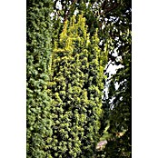 Heimische Eibe (20 Stk., 140 cm - 160 cm, Taxus baccata) | BAUHAUS