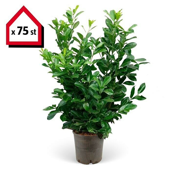 Kirschlorbeer (75 Stk., 40 cm - 60 cm, Prunus laurocerasus 'Novita', Topfgewachsen) | BAUHAUS