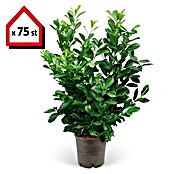 Kirschlorbeer (75 Stk., 40 cm - 60 cm, Prunus laurocerasus 'Novita', Topfgewachsen) | BAUHAUS