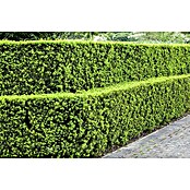 Heimische Eibe (20 Stk., 140 cm - 160 cm, Taxus baccata) | BAUHAUS