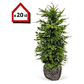 Heimische Eibe (20 Stk., 140 cm - 160 cm, Taxus baccata) | BAUHAUS