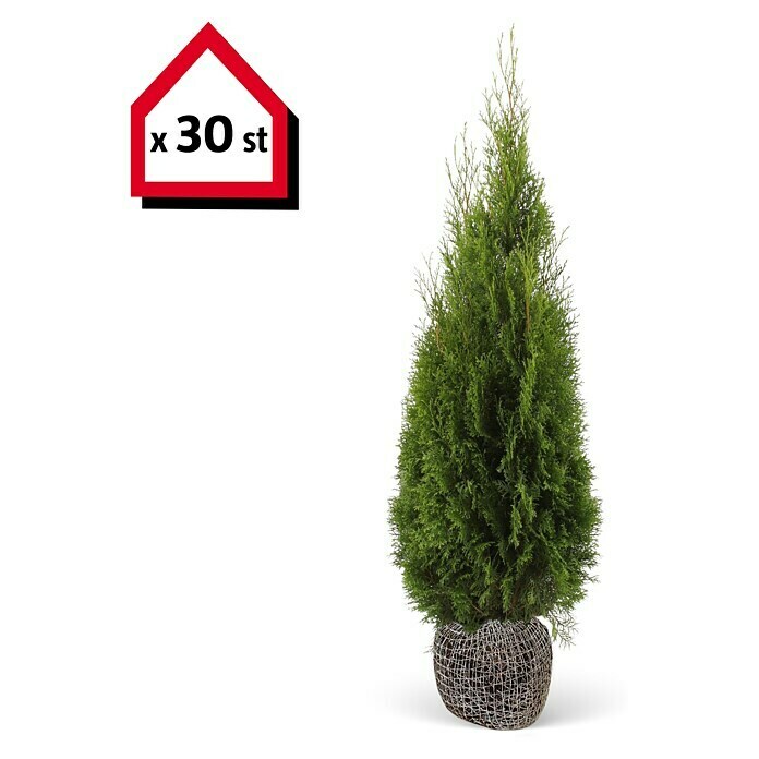 Lebensbaum (30 Stk., 140 cm - 160 cm, Thuja occidentalis 'Smaragd') | BAUHAUS