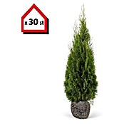 Lebensbaum (30 Stk., 140 cm - 160 cm, Thuja occidentalis 'Smaragd') | BAUHAUS