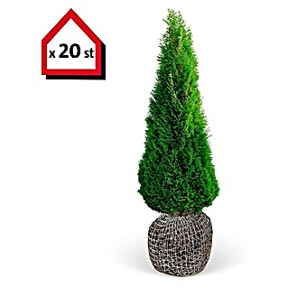 Lebensbaum (20 Stk., 200 cm - 225 cm, Thuja occidentalis 'Smaragd')