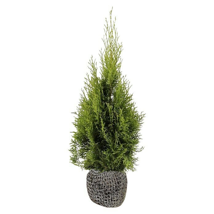 Lebensbaum (100 Stk., Aktuelle Wuchshöhe: 80 cm - 100 cm, Thuja occidentalis 'Smaragd') | BAUHAUS