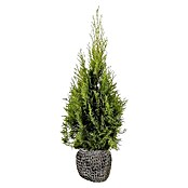 Lebensbaum (100 Stk., Aktuelle Wuchshöhe: 80 cm - 100 cm, Thuja occidentalis 'Smaragd') | BAUHAUS
