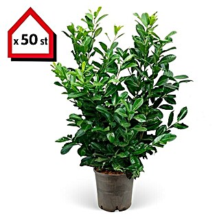 Kirschlorbeer (50 Stk., 80 cm - 100 cm, Prunus laurocerasus 'Novita')