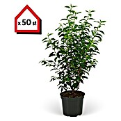 Portugiesische Lorbeerkirsche (75 Stk., 40 cm - 60 cm, Prunus lusitanica 'Angustifolia', Topfgewachsen) | BAUHAUS