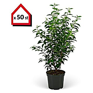 Portugiesische Lorbeerkirsche (75 Stk., 40 cm - 60 cm, Prunus lusitanica 'Angustifolia', Topfgewachsen)