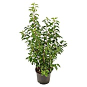 Portugiesische Lorbeerkirsche (75 Stk., Aktuelle Wuchshöhe: 80 cm - 100 cm, Prunus lusitanica 'Angustifolia') | BAUHAUS