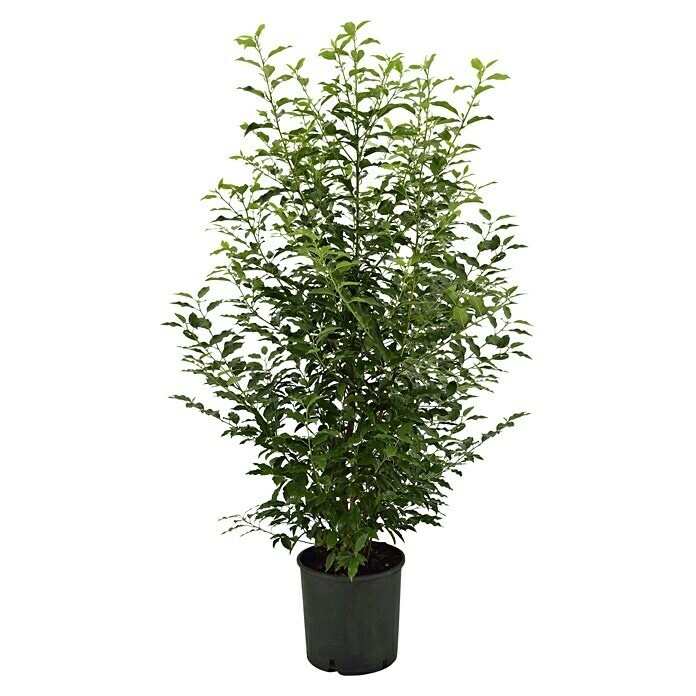 Portugiesische Lorbeerkirsche (20 Stk., Aktuelle Wuchshöhe: 125 cm - 150 cm, Prunus lusitanica 'Angustifolia') | BAUHAUS