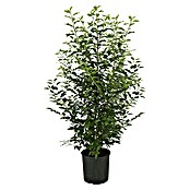 Portugiesische Lorbeerkirsche (20 Stk., Aktuelle Wuchshöhe: 125 cm - 150 cm, Prunus lusitanica 'Angustifolia') | BAUHAUS