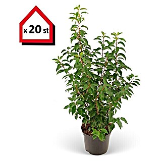 Portugiesische Lorbeerkirsche (20 Stk., 80 cm - 100 cm, Prunus lusitanica 'Angustifolia')
