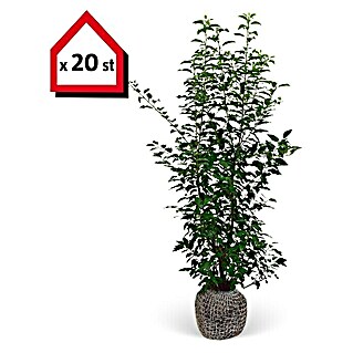 Portugiesische Lorbeerkirsche (20 Stk., 140 cm - 160 cm, Prunus lusitanica 'Angustifolia')