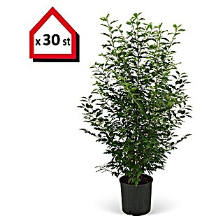 Portugiesische Lorbeerkirsche (30 Stk., 100 cm - 120 cm, Prunus lusitanica 'Angustifolia', Topfgewachsen)