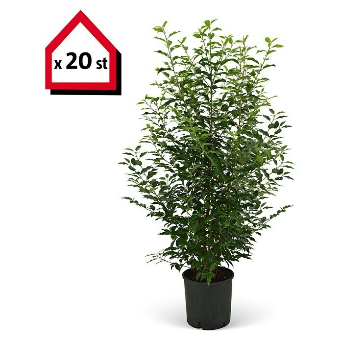 Portugiesische Lorbeerkirsche (20 Stk., Aktuelle Wuchshöhe: 125 cm - 150 cm, Prunus lusitanica 'Angustifolia') | BAUHAUS