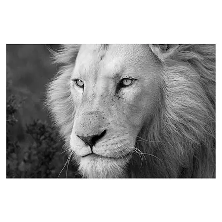 Cuadro León B&N