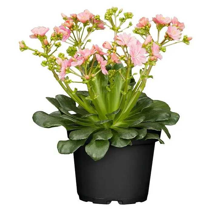 Piardino Gewöhnliche Bitterwurz - Lewisia cotyledon, Topfgröße: 13 cm, Sortenabhängig - Die Lewisia-Pflanze in einem schwarzen Topf bezaubert mit zarten rosa Blüten und sattgrünen Blättern, ein farbenfroher Blickfang für jeden Raum.