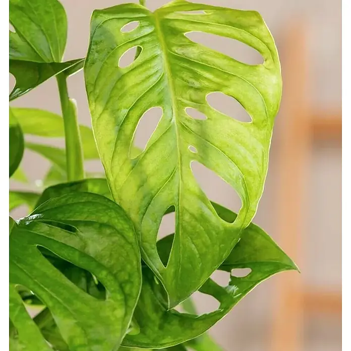 Monstera - Monstera adansonii 'Monkey', Tamaño de maceta: 15 cm - Primer plano de una planta de Monstera adansonii, que muestra sus hojas fenestradas únicas. Un acento verde para cualquier hogar.