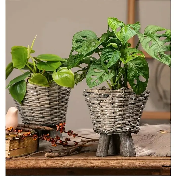 Monstera - Monstera adansonii 'Monkey', Tamaño de maceta: 15 cm - Primer plano de dos plantas en macetas en jardineras de mimbre, sentadas sobre una mesa de madera. Plantas de interior decorativas y vibrantes.