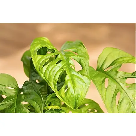 Monstera