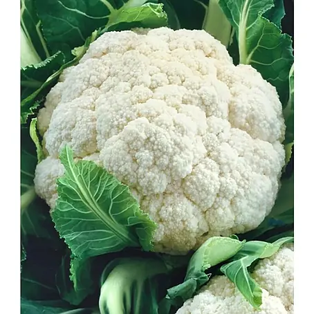Piardino  Coliflor