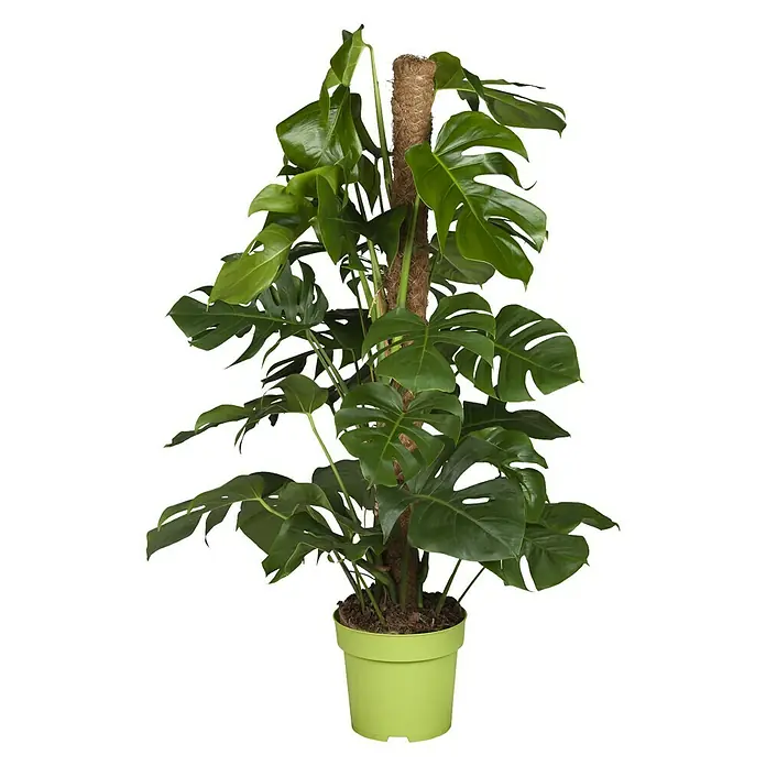 philodendron orange princess marble Philodendron Orange Princess – Lost in the Forrest main image 0