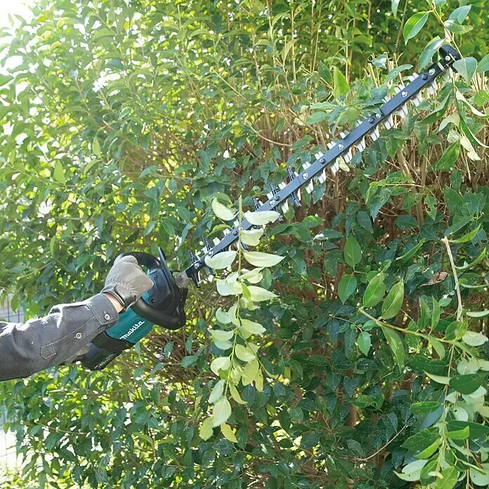 Makita XGT 40V max. Akku-Heckenschere UH007GD201 - 40 V, Li-Ionen, 2 Akkus, Schnittlänge: 75 cm - Eine Person trimmt eine grüne Hecke mit einer teal-schwarzen Makita Heckenschere mit langen Klingen.
