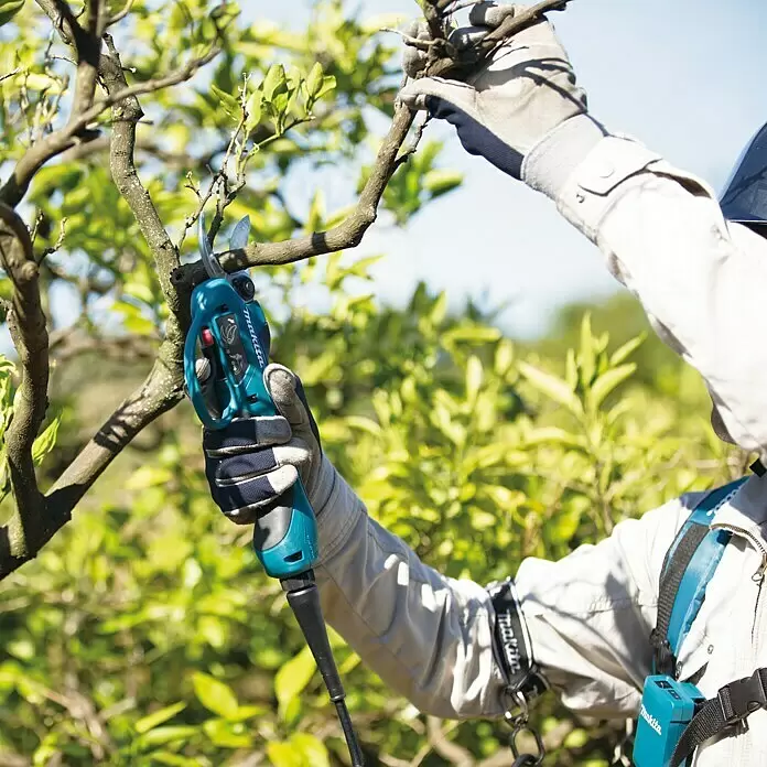 Makita LXT 18V Akku-Astschere DUP361Z -  - Person in Handschuhen schneidet einen Ast mit einer türkis-schwarzen Makita Akku-Astschere, verbunden mit einem Akku am Gurt.
