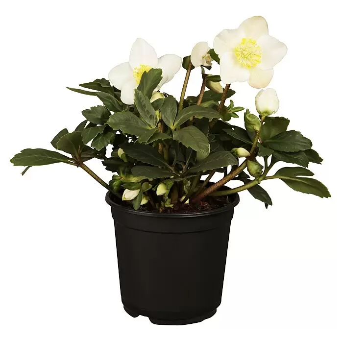 Piardino Christrose - Helleborus niger 'Hellada', Topfgröße: 14 cm, Sortenabhängig - Vorderansicht