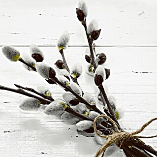 Duni Serviette (20 Stk., 33 x 33 cm, Wild Willow)