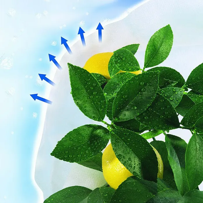 Nortene Protección invernal Hiversac - Blanco - Primer plano de frutos de limón en un limonero, destacado por flechas y gotas de agua que sugieren frescura.