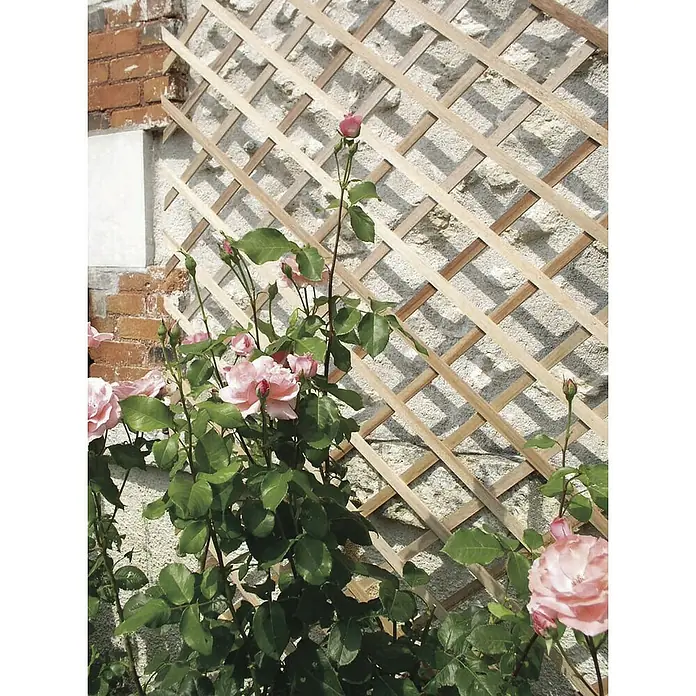 Nortene Celosía Trelliwood - An x Al: 1 x 2 m, Extensible, Natural - Delicadas rosas rosadas florecen contra un enrejado claro, serpenteando por una pared, creando una serena escena de jardín.