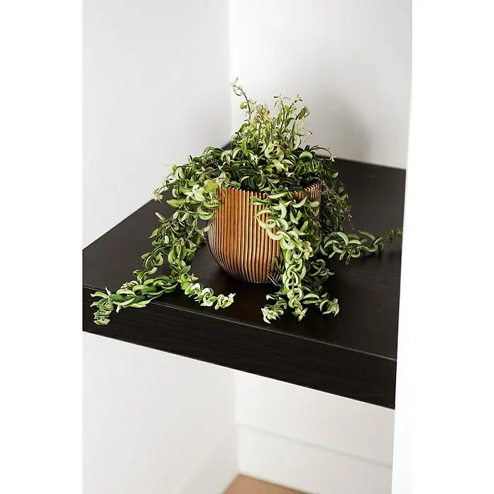 Capi Europe Übertopf rund Nature Groove - Außenmaß (Ø x H): 17 x 15 cm, Schwarz/Gold, Polyester - Zimmerpflanze 'Hoya compacta' in einem dekorativen, goldfarbenen Topf auf einem dunklen Regal, das an einer weißen Wand befestigt ist.