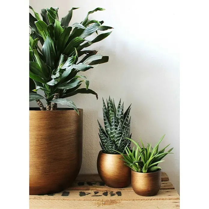 Capi Europe Übertopf rund Retro - Außenmaß (Ø x H): 17 x 15 cm, Gold, Polyester - Zimmerpflanzen-Ensemble: Eine grüne Dracaena, eine Aloe und eine kleine Pflanze in passenden goldfarbenen Töpfen, die jedem Raum eine elegante Note verleihen.