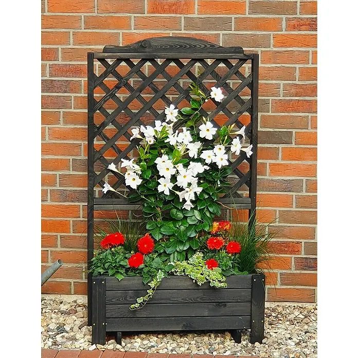 Promadino Pflanzkasten Romantica - Außenmaß (L x B x H): 80 x 38 x 140 cm, Holz, Anthrazit - Ein rustikaler Pflanzkasten mit Rankgitter, bepflanzt mit weißen Mandevilla-Blüten und roten Dahlien vor einer Backsteinmauer.