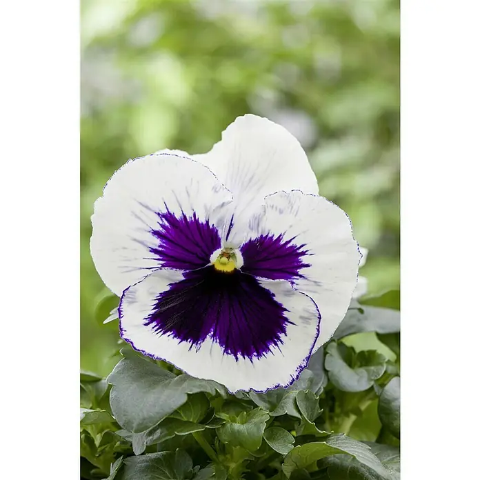 Piardino Garten-Stiefmütterchen - Viola F1, Sortenabhängig - Nahaufnahme einer weißen Stiefmütterchenblüte mit einem markanten violetten Zentrum und grünen Blättern im Hintergrund.